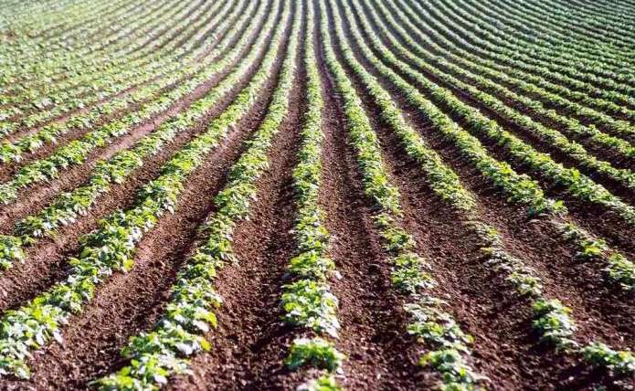 Image Processing for Precision Agriculture