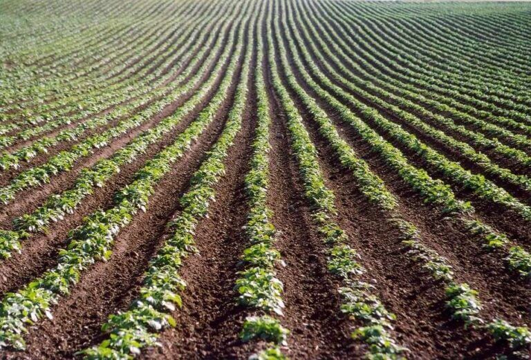 Image Processing for Precision Agriculture - Potato Crop