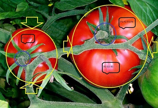 Tomatoes on the bush - phenotyping