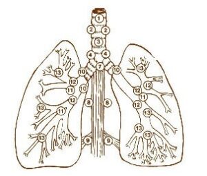 Lymph Nodes of Lungs and Mediastinum