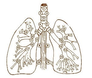 Lymph Nodes of Lungs and Mediastinum