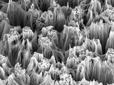 Silicon nanowires observed with an electron microscope