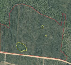 two detected areas of missing trees 