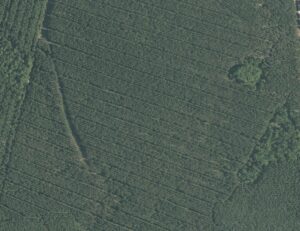 Natural forest segment detection 
