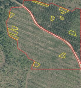 Detection of forest regions without trees