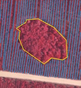 Natural forest segment and rows detected out of CIR image