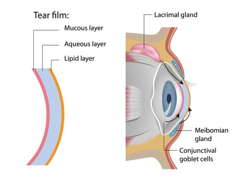 Tear film formation and meibomian glands